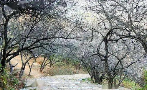 南雄寄心小院 稻田深处的田园诗篇