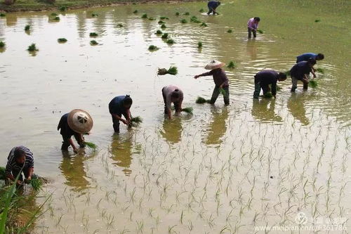 湘西花垣苗乡 稻浪翻金丰年到,火红日子暖农家