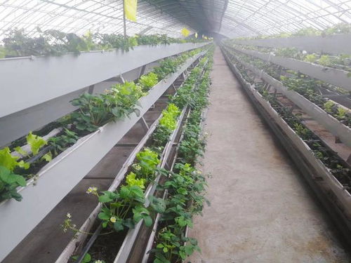 老家河南孟津过年 洋丰果业四季瓜果飘香,体验淳朴农家风情