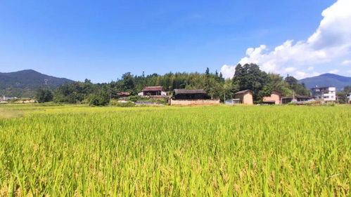 开启首站之旅 在大湖山水田园古厝里，找寻稻洋农家的幸福