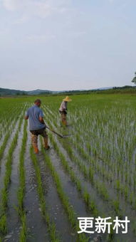 稻香四溢，健康自然 穆棱馆稻荷香大米试吃装体验