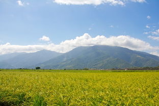 行阅宝岛 太平洋的壮阔、清境的云海与伯朗稻浪的田园诗