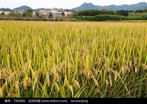 稻香满屏 红动网上的金秋稻海与稻洋农家生活画卷