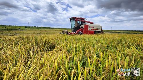 临川区绿色种养循环农业试点项目早稻喜获丰收