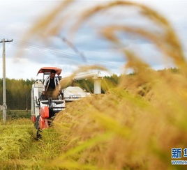 金秋九月稻飘香 农家院里话丰年——走进早稻丰收季