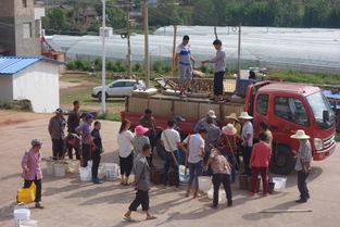 稻渔共作助增收——楚雄州2019年度稻渔综合种养示范项目鱼种投放全面完成